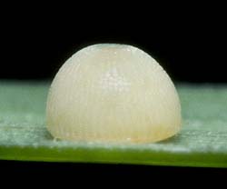 anisomorpha eggs