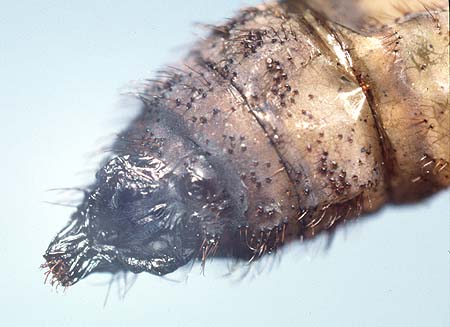chrysotricha pupae