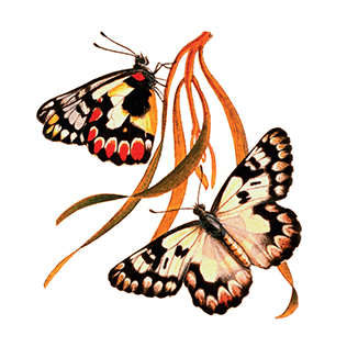 Butterfly Conservation SA Inc.