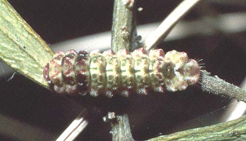 biocellata larvae