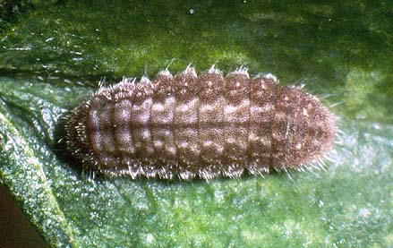 boeticus larvae