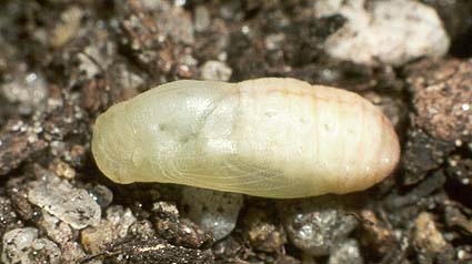 boeticus pupae