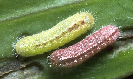miskini larvae