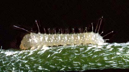 smilax larvae