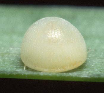 anisomorpha eggs