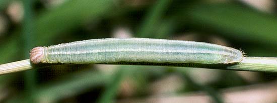 anisomorpha larvae