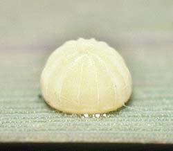 arenaria eggs