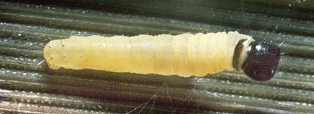 arenaria larvae