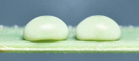 chrysotricha eggs