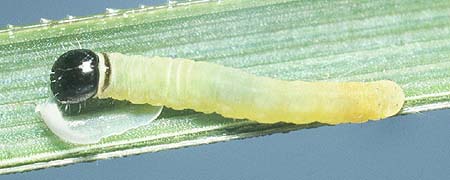 chrysotricha larvae
