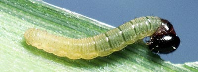 compacta larvae