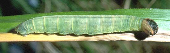 donnysa larvae