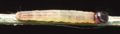idothea larvae