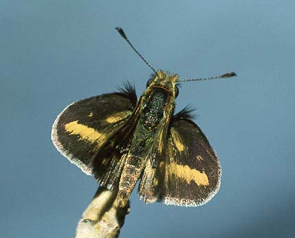 papyria adult male