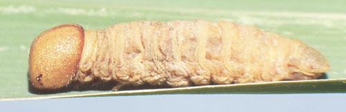 polysema larvae