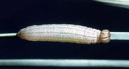 sciron larvae