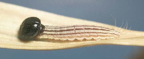 symmomus larvae