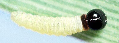 tasmanica larvae