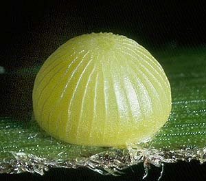 trimaculata egg