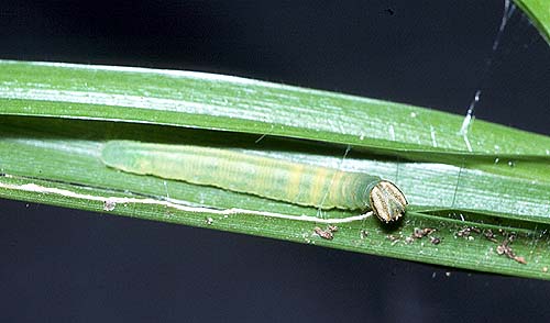 walkeri larvae