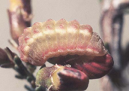 agricola larvae