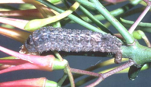 amaryllis larvae
