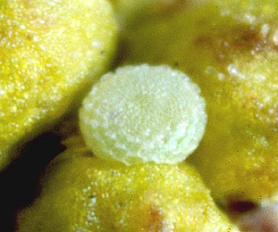 biocellata eggs