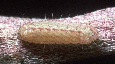 cyprotus larvae