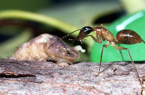 genoveva ants