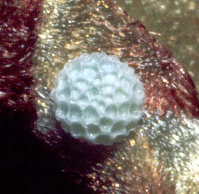 hyacinthina eggs