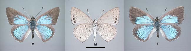 hyacinthina form simplexa