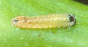 icilius larvae