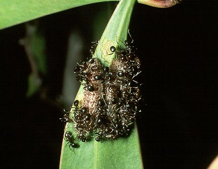 ignitus ants