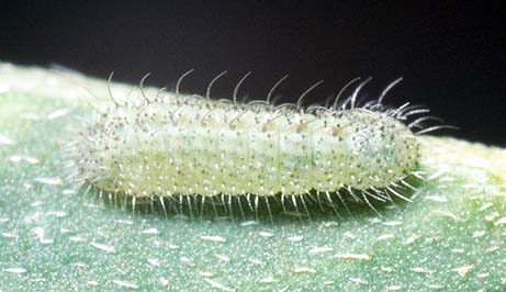 labradus larvae