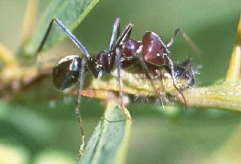 lithochroa ants