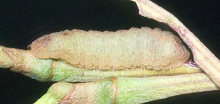 oroetes larvae