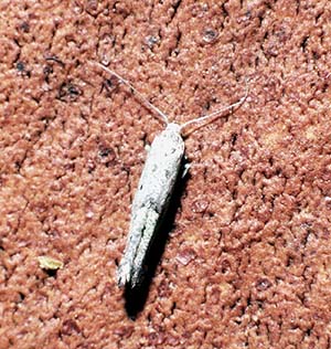 otanes moth
