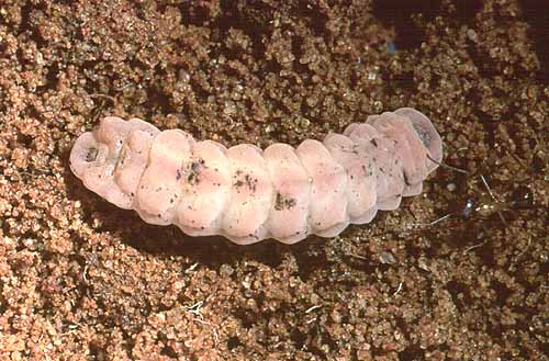 subterrestris larvae