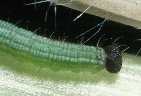 acantha larvae