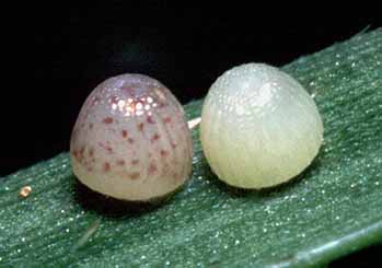 acantha eggs