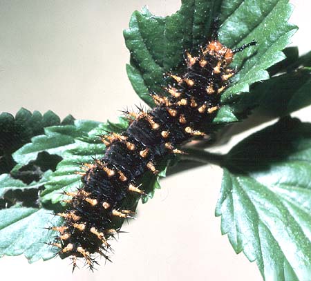 bolina larvae