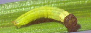 cordace larvae