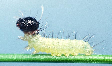 cyrila larvae