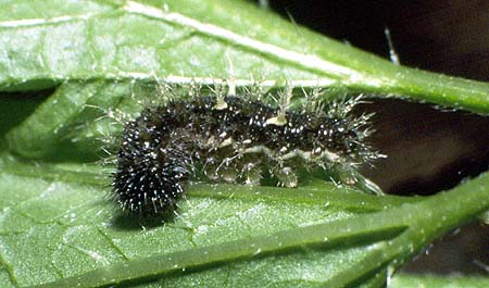 itea larvae