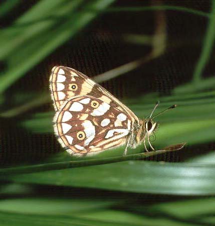 lathoniella adult