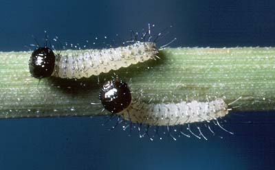 merope larvae