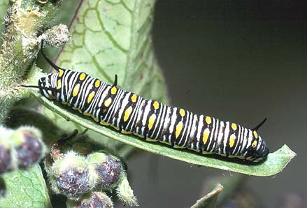 petilia larvae
