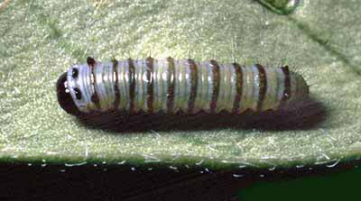plexippus larvae