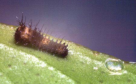 anactus larvae