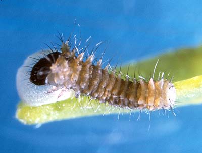 anactus larvae